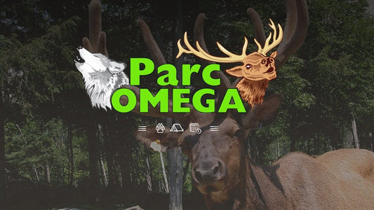 Rendez-vous automnal au Parc Oméga avec Maiel  | 4 et 5 octobre 2025