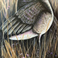 Spring migration