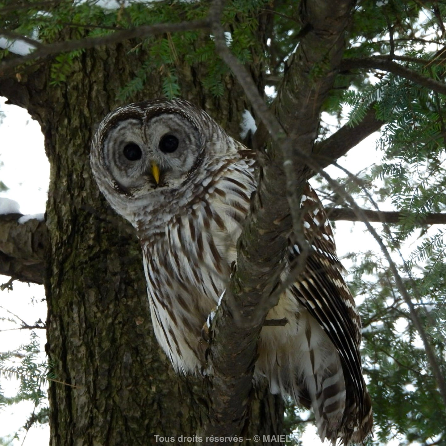 LE SILENCE AVANT LOMBRE