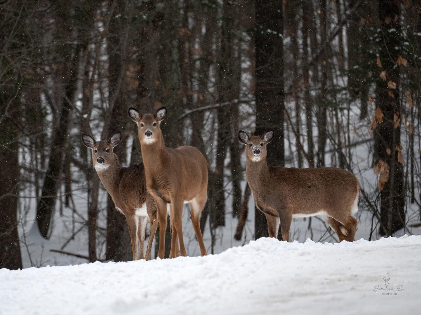 SOUS LE REGARD DE L’HIVERS