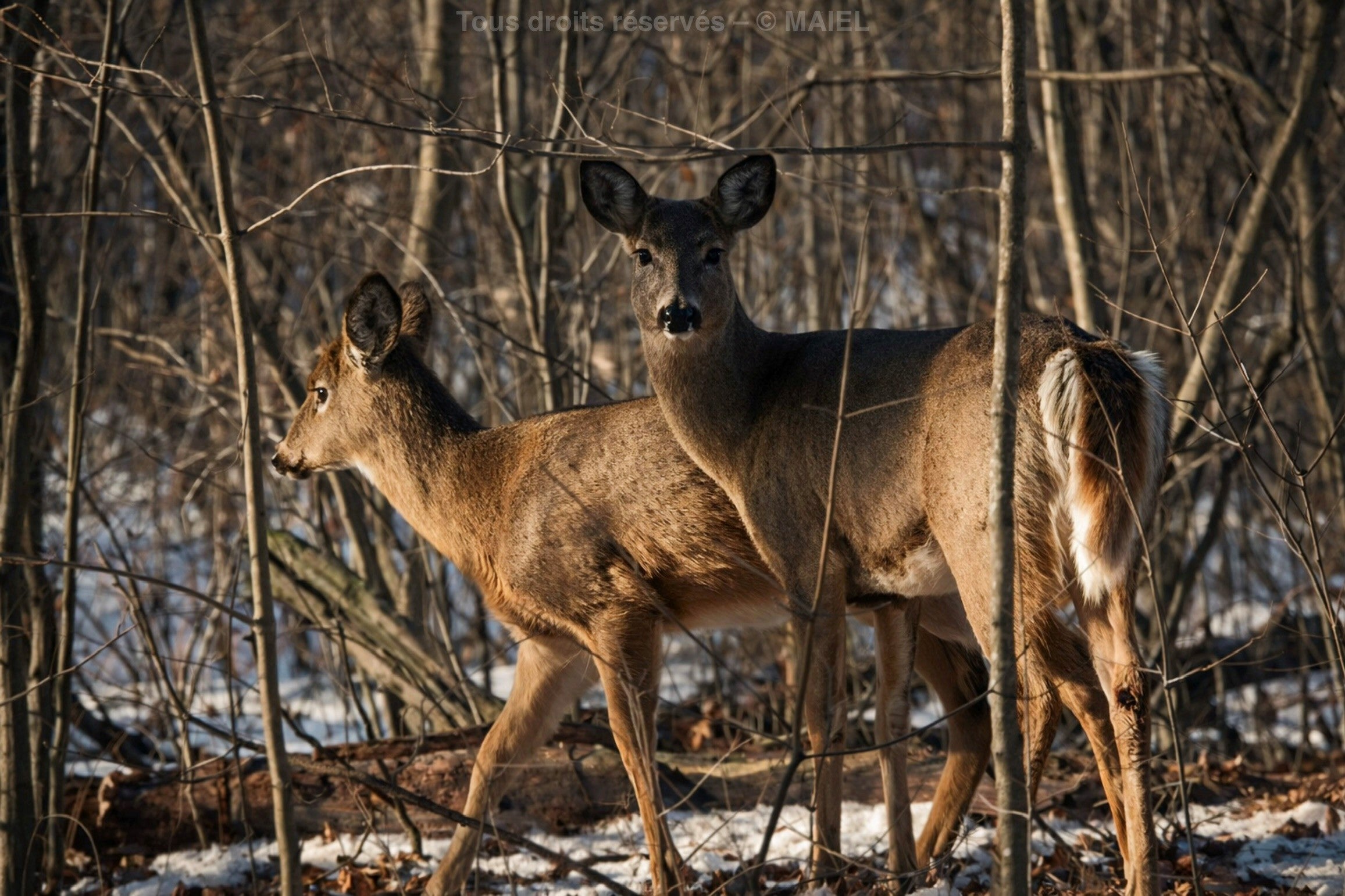 Charger la vidéo : 