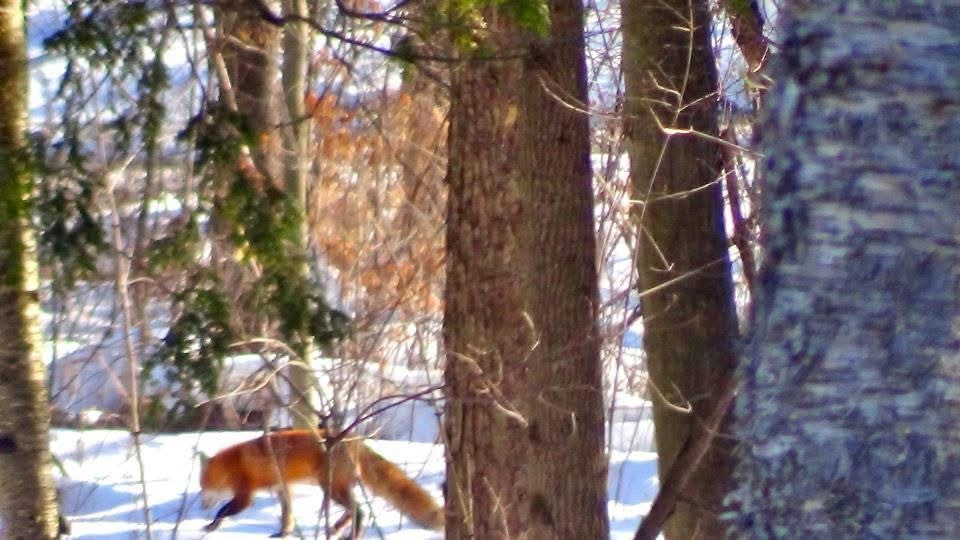Charger la vidéo : 